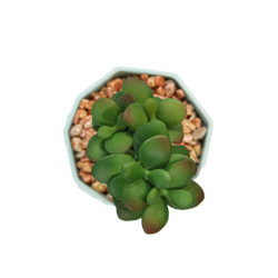 Planta Suculenta In Ghiveci Gri Grey 16cm