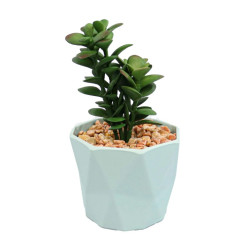 Planta Suculenta In Ghiveci Gri Grey 16cm