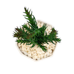 Planta Suculenta In Ghiveci Mov Purple 18cm