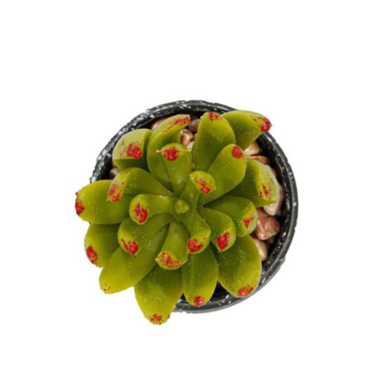 Vas Rotund Cu Planta Suculenta Yellowgreen 9cm
