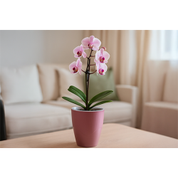 Ghiveci Cu Masca Orhidee Fucsia Pastel D13